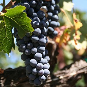 Aglianico grapes