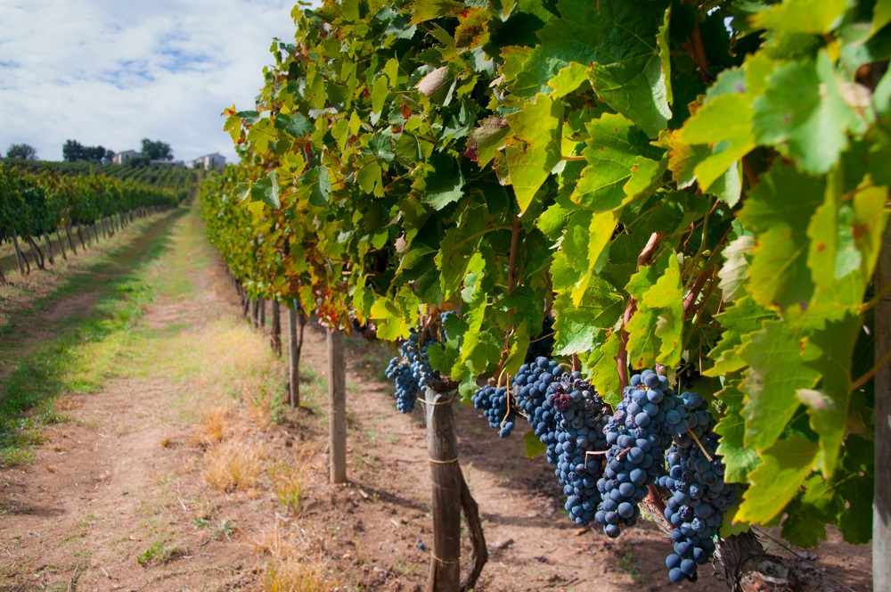 Aglianico del Vulture vineyard